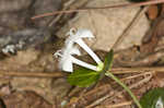 Partridgeberry